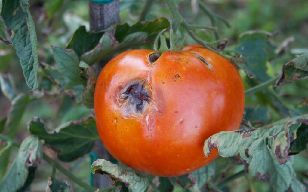 choroba pomidora