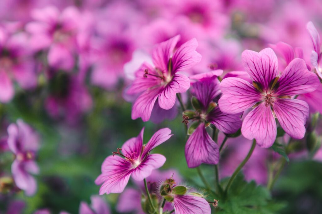 pelargonie w ogrodzie