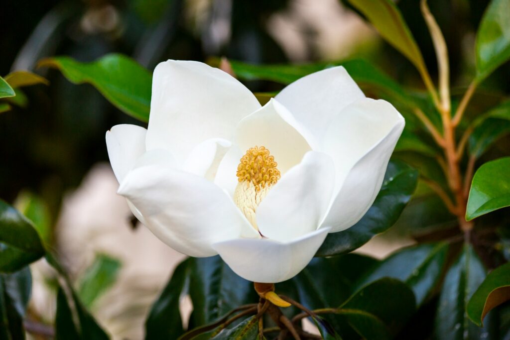 sadzenie magnolii