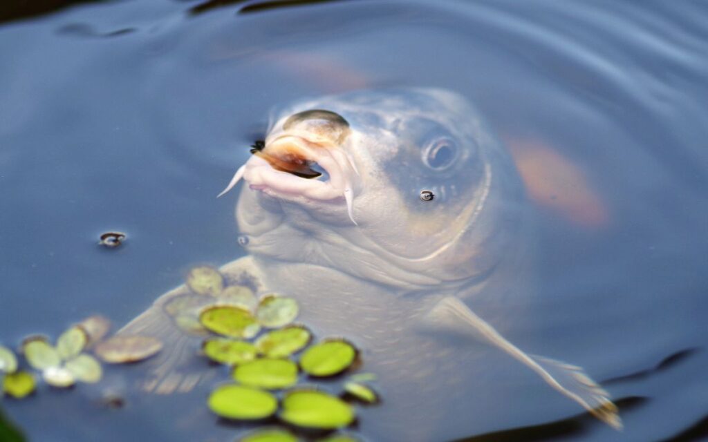 karp w zbiorniku wodnym