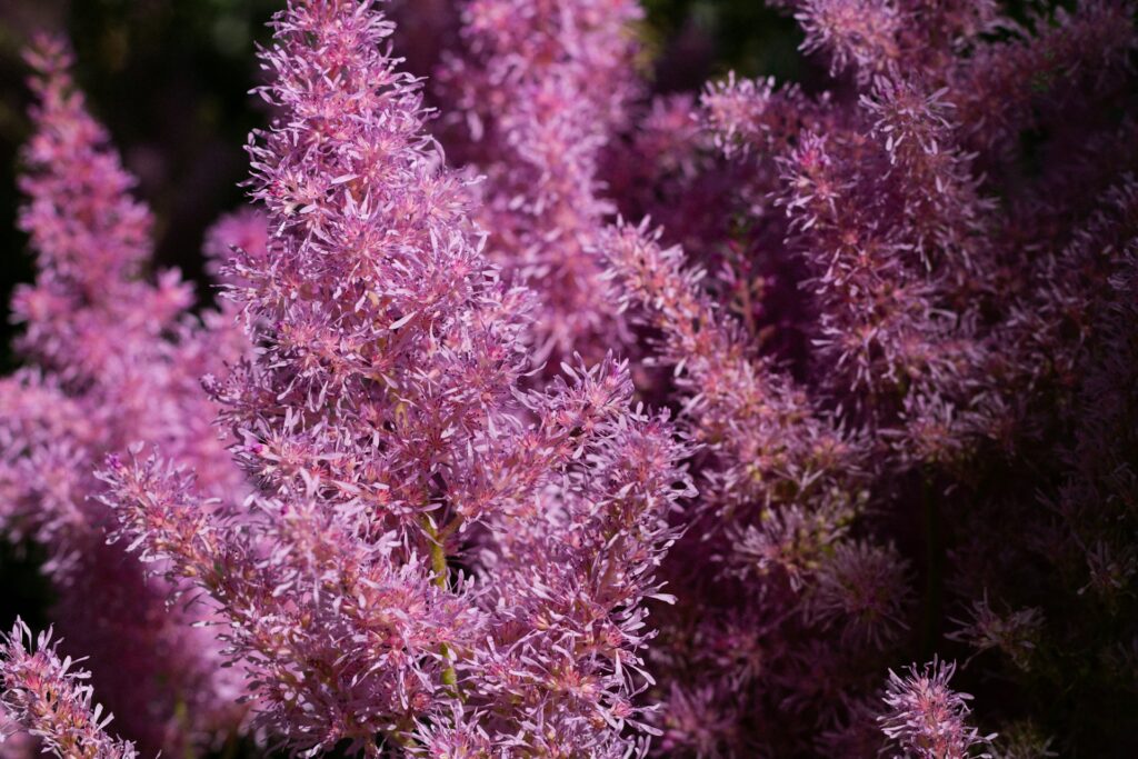 astilbe do ogrodu