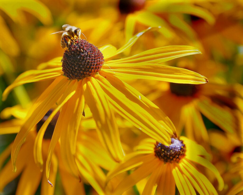 rudbekia