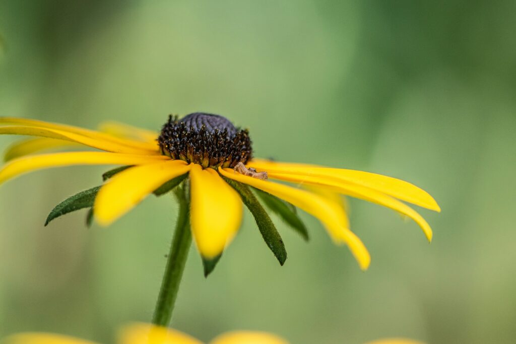 rudbekia wieloletnia